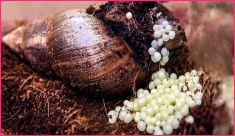 How to hatch snail eggs?